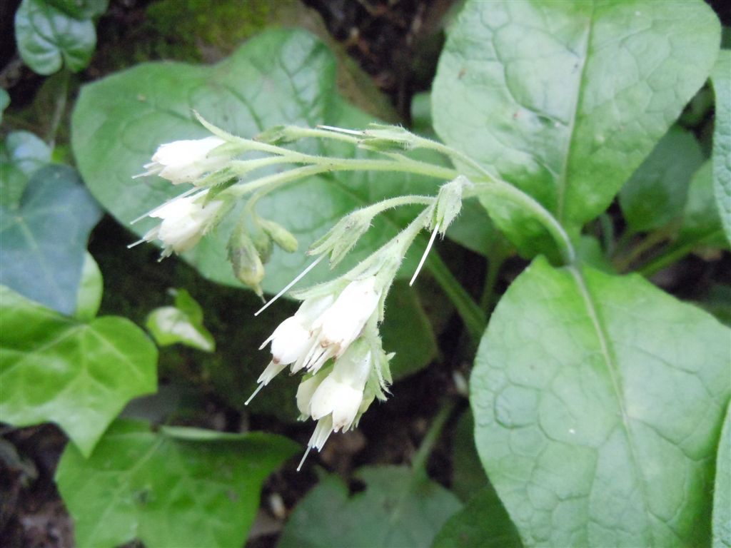 Symphytum bulbosum